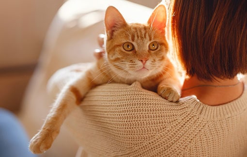 Cat sitting services