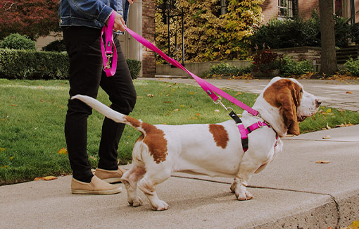 Dog Walking Pet Care Services Hamilton